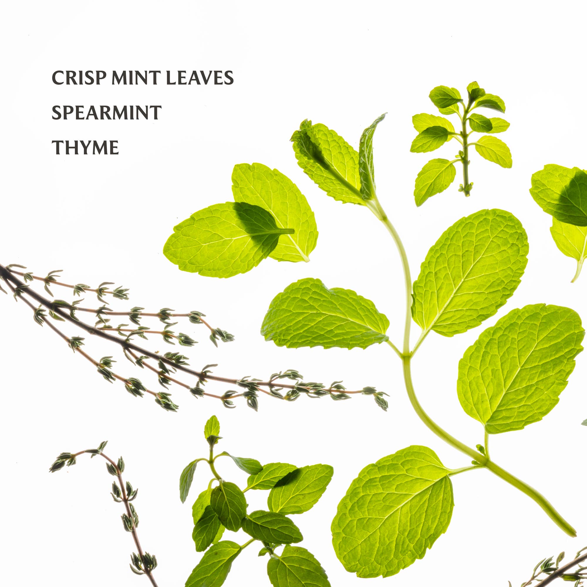 Frosted Mint Power Mist Hydrating Hand Sanitizer - From Me To You